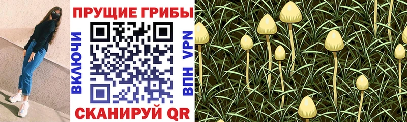 кракен рабочий сайт Суровикино Псилоцибиновые грибы Psilocybine cubensis